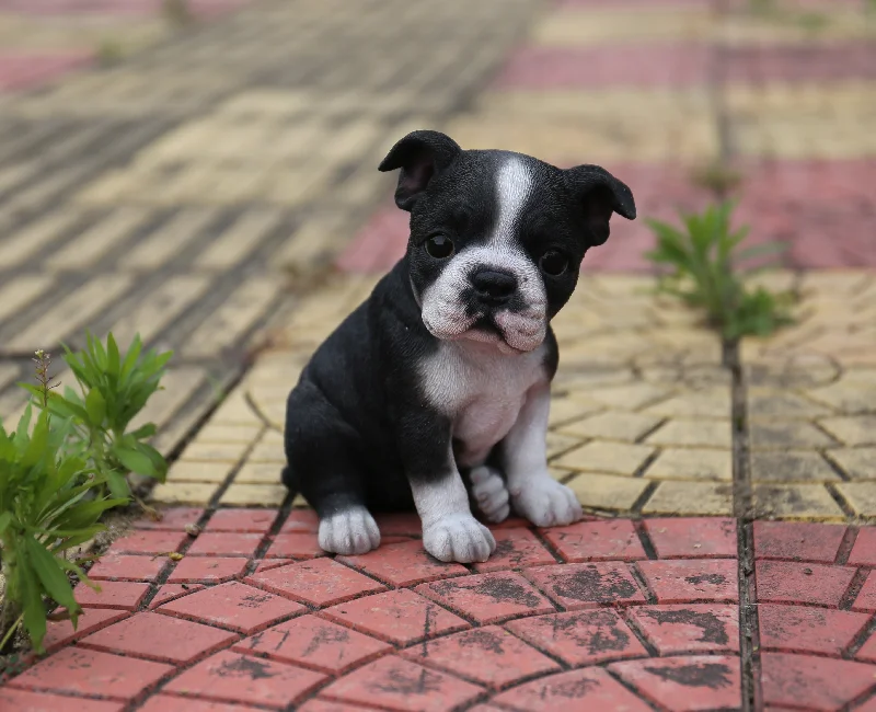 Boston Terrier Statue