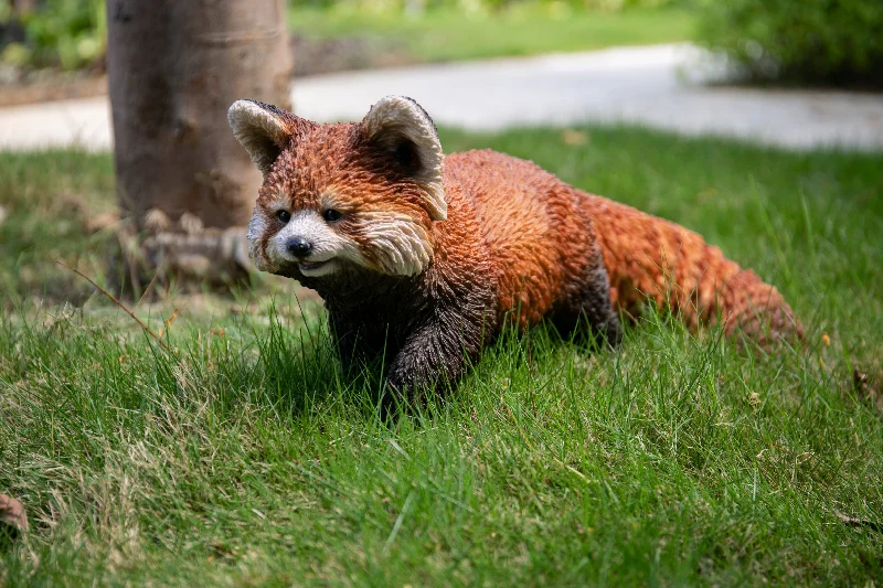 Red Panda Cub Walking