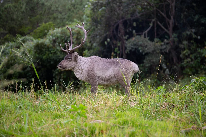 Reindeer Standing