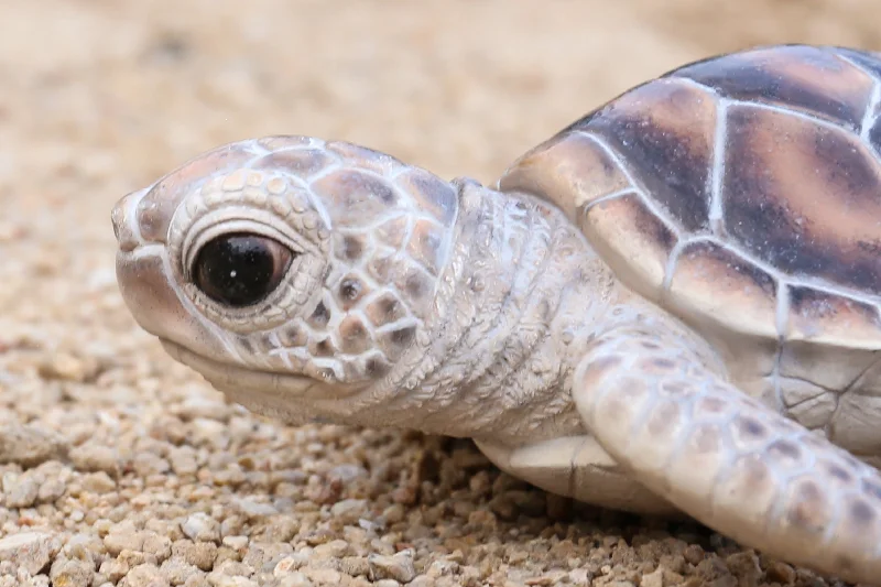 Sea Turtle Statue