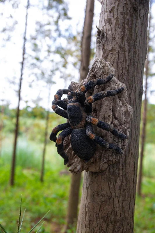 Tarantula