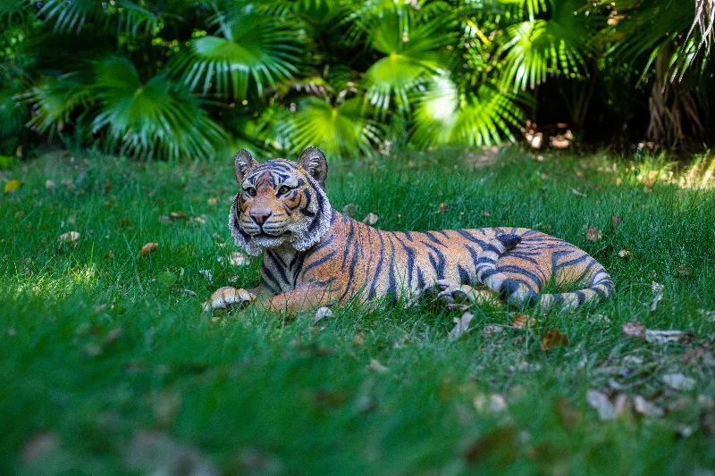 Tiger Laying Down Statue