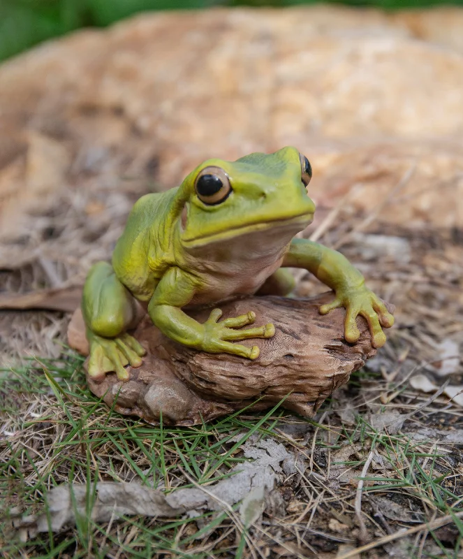 White'S Tree Frog