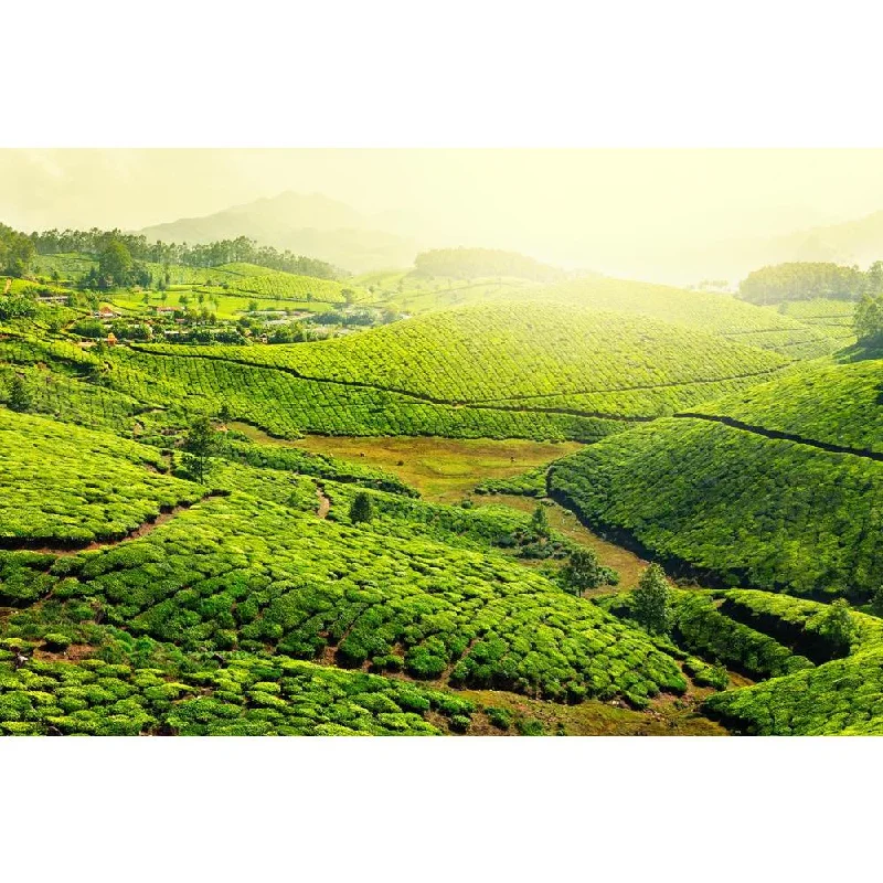 ArtzFolio Image of Tea Plantations, Munnar, Kerala India Unframed Premium Canvas Painting