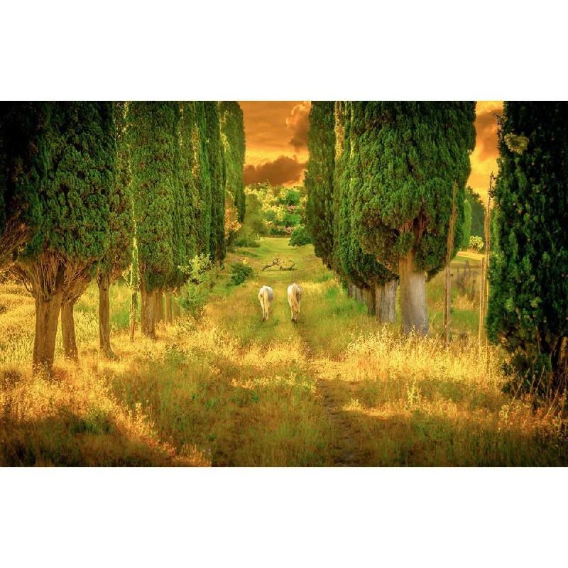 ArtzFolio Wild Horses Amongst High Tuscan Cypress Trees Canvas Painting