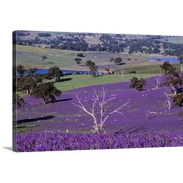 Diana Mayfield Premium Thick-Wrap Canvas entitled Field of purple flowers, South Australia, Australia