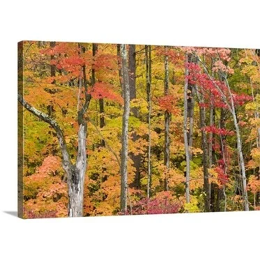 Gareth McCormack Premium Thick-Wrap Canvas entitled Vibrant autumn tree leaves, White Mountains, New Hampshire