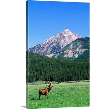 Holger Leue Premium Thick-Wrap Canvas entitled Elk in a field, Rocky Mountain National Park, Colorado, USA