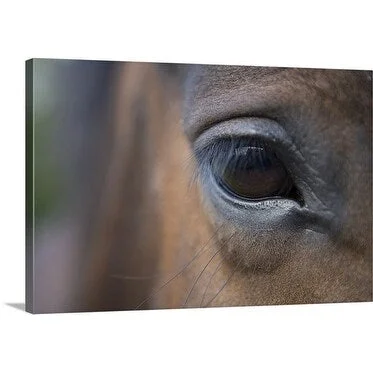 Holger Leue Premium Thick-Wrap Canvas entitled Horse eye close up, Mullingar, Leinster, Ireland, Europe