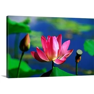 John Banagan Premium Thick-Wrap Canvas entitled Water Lily, Kakadu National Park, Northern Territory, Australia