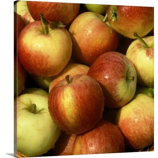 Premium Thick-Wrap Canvas entitled Apples (gala)