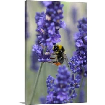 Premium Thick-Wrap Canvas entitled Bee on lavender (lavandula)