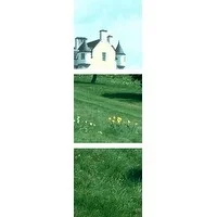 Premium Thick-Wrap Canvas entitled Blair Atholl castle with daffodils and peacock, Blair Atholl, Tayside, Scotland.