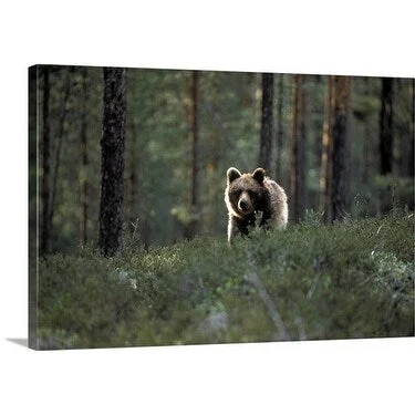 Premium Thick-Wrap Canvas entitled Brown Bear, Ursus arctos, standing in grass. Halsingland, Sweden.