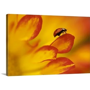 Premium Thick-Wrap Canvas entitled Close up of a ladybird on a yellow chrysanthemum