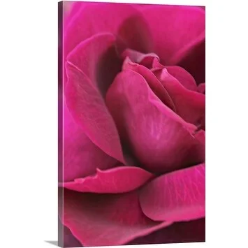 Premium Thick-Wrap Canvas entitled Close-up of Fully Double Red Rose (Rosa) 'Ilios'