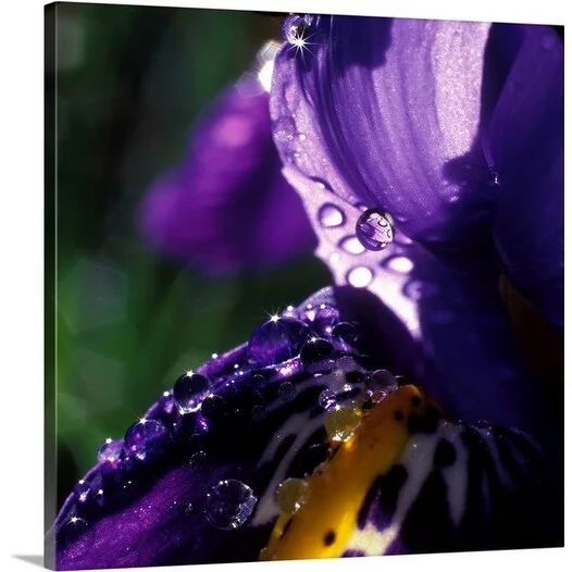 Premium Thick-Wrap Canvas entitled Close-up of iris reticulata covered with droplets of moisture