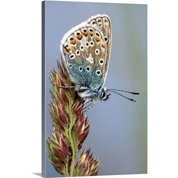 Premium Thick-Wrap Canvas entitled Common blue butterfly resting on a delicate flower in the rural countryside of