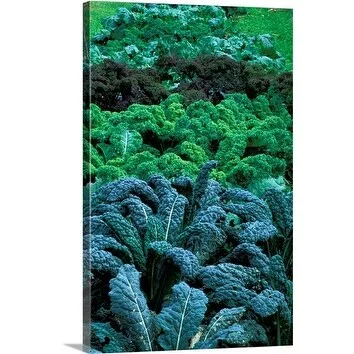 Premium Thick-Wrap Canvas entitled Different coloured Brassica (kale) growing in a row