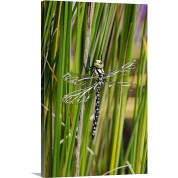 Premium Thick-Wrap Canvas entitled Dragonfly