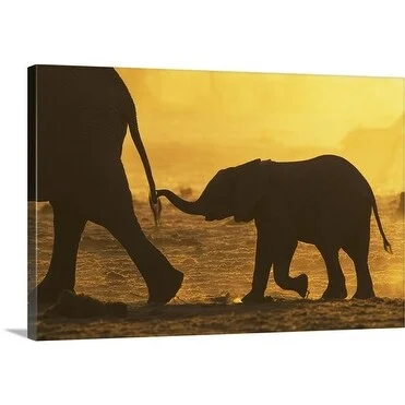 Premium Thick-Wrap Canvas entitled Elephant (Loxodonta africana) calf holding mother's tail, Khaudom Reserve, Namibia