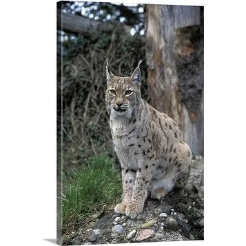 Premium Thick-Wrap Canvas entitled European Lynx sitting on rock.