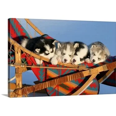 Premium Thick-Wrap Canvas entitled Four six-week-old Siberian Husky puppies asleep in sled