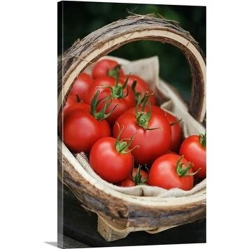 Premium Thick-Wrap Canvas entitled Freshly harvested tomatoes (Solanum lycopersicum), var. 'Sparta'