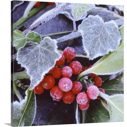 Premium Thick-Wrap Canvas entitled Frosted ilex (holly) berries and frosted hedera (ivy) leaves close up