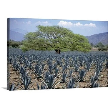 Premium Thick-Wrap Canvas entitled Huanacaxtle tree in a field of young blue agave plants, Tequila, Jalisco, Mexico