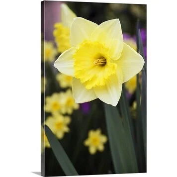 Premium Thick-Wrap Canvas entitled Large cupped daffodil (Narcissus) 'St Patricks Day',