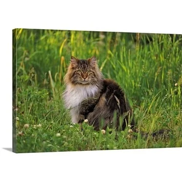 Premium Thick-Wrap Canvas entitled Male Maine Coon Cat sitting in meadow