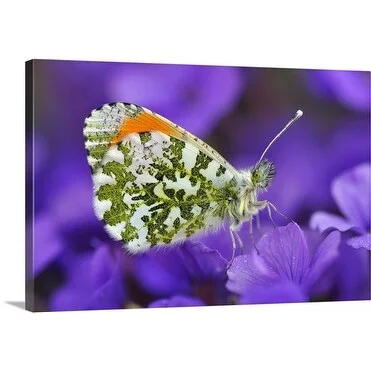 Premium Thick-Wrap Canvas entitled Male orange-tip butterfly (Anthocharis cardamines) on aubretia (Aubretia)