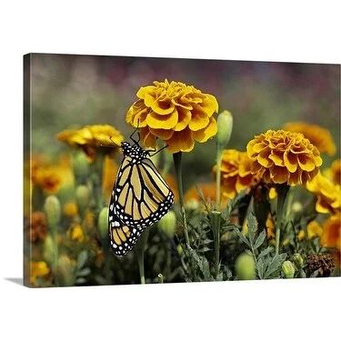 Premium Thick-Wrap Canvas entitled Newly emerged Monarch Butterfly on garden Marigold, Decorah, Iowa, USA