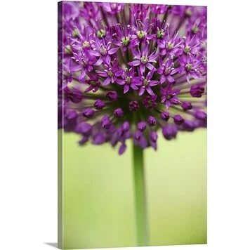 Premium Thick-Wrap Canvas entitled Ornamental onion (Allium) 'Purple Sensation'