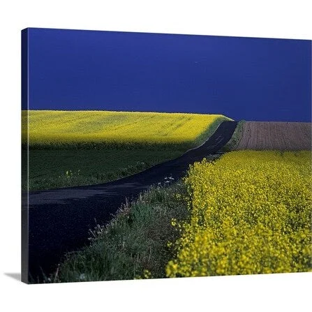 Premium Thick-Wrap Canvas entitled Paved road along fields in bloom in countryside, Vallby Skane, Sweden