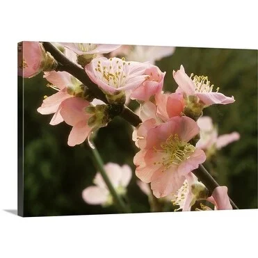 Premium Thick-Wrap Canvas entitled Peach blossom (prunus persica) flowers on bare branches