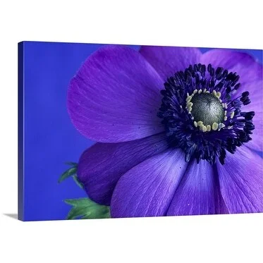 Premium Thick-Wrap Canvas entitled Purple Anemone