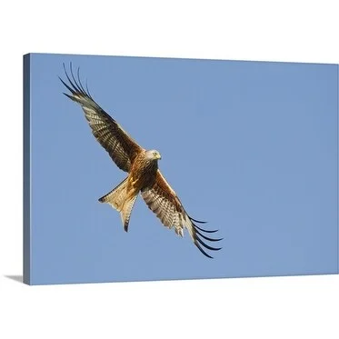 Premium Thick-Wrap Canvas entitled Red kite in flight, Wales