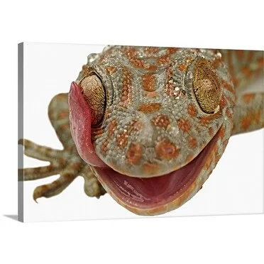 Premium Thick-Wrap Canvas entitled Tokay gecko (Gekko gecko). Using tongue to clean eye.