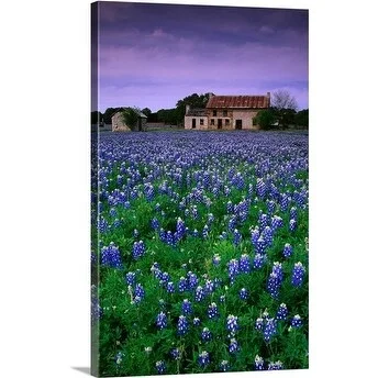 Richard Cummins Premium Thick-Wrap Canvas entitled Bluebonnets in a field, Texas, USA